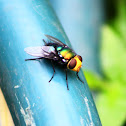 Golden Headed Rutilia Fly