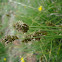 Carex sp.