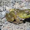 Bull Frog