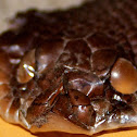 Eastern Hog-nosed Snake (shed)