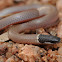 Yaqui black-headed snake