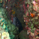 European conger