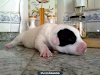 Venta De Perros Pitbull  Cachorros