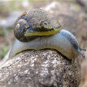 Brown Garden Snail