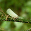 Planthopper