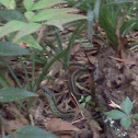 Garter snake