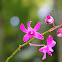 Dendrobium orchid
