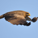 Black Kite