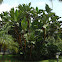 Banana Plant