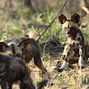 African Wild Dog