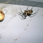 Black and Yellow Garden Spider