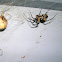 Black and Yellow Garden Spider