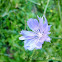 Common chicory