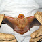 Eastern Red Bat