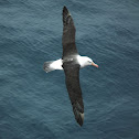 Black-Browed Albatross