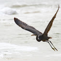 Western Reef Egret
