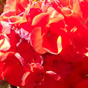 Petunia
