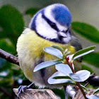 dolomedia