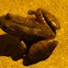 Bullfrog