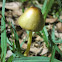 Bolbitius vitellinus