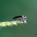 Robber fly