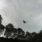 Mockingbird