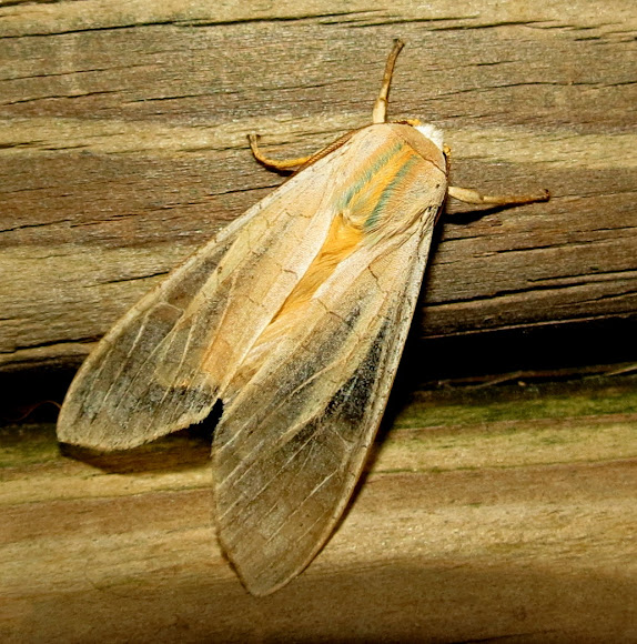 Spotting Image 1