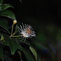 African Honey Bee