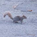Eastern Gray Squirrel