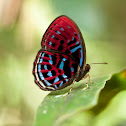 Malay Red Harlequin
