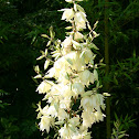 Yucca