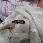 Eyed click beetle