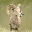 Bighorn Sheep