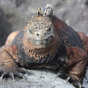 Marine Iguana