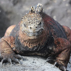 Marine Iguana
