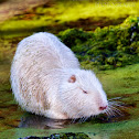 Nutria