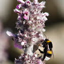 Bumblebee