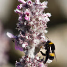 Bumblebee
