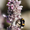 Bumblebee