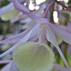 Orchid
