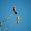 Galah