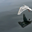Seagull