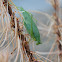 Northern Bush Katydid
