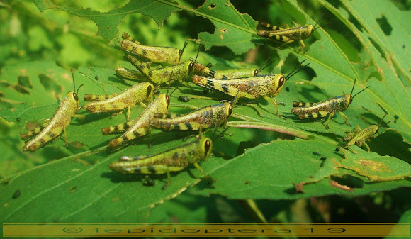 Spotting Image 1