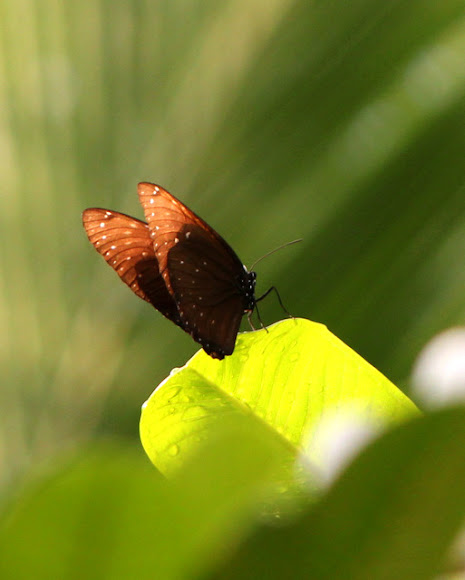 Spotting Image 1