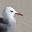Heermann's Gull