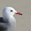Heermann's Gull