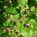 Raspberry
