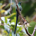 Long-tailed Sylph