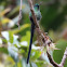 Long-tailed Sylph